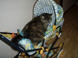 Bild 456