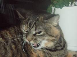Bild 484