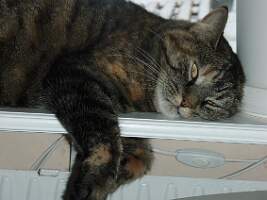 Bild 534