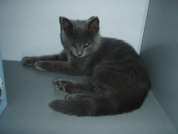 Våran katt Smilla
