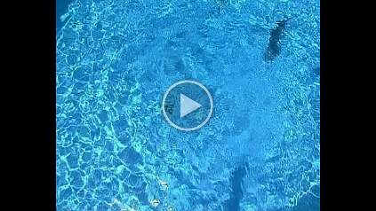 Zoomarine1 null