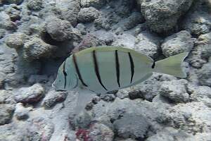 P5010064