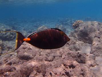 Hanauma Bay
