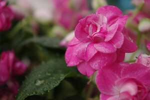IMGP8064