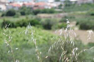 IMGP0672