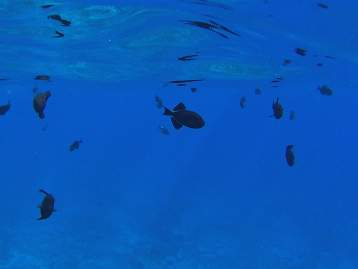 Molokini