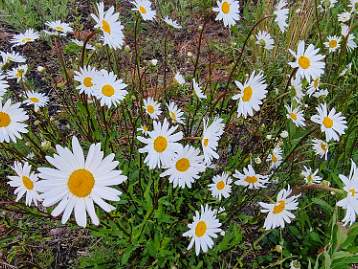 240620 Sommar