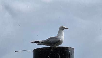 20250629_160859 null