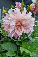 20250731_175407 null