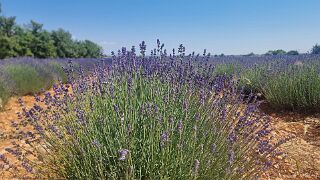 20260527_153220 null