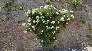 20260529_134602 null