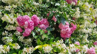 20260531_111307 null